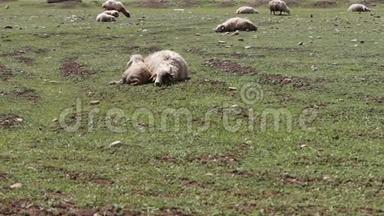 羊和一只<strong>小羊</strong>羔躺在绿色的<strong>草地上</strong>休息。 路过放牧的羊